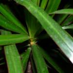 dracaena : plantes dépolluantes