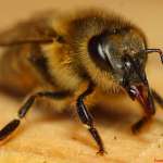 Disparition des abeilles