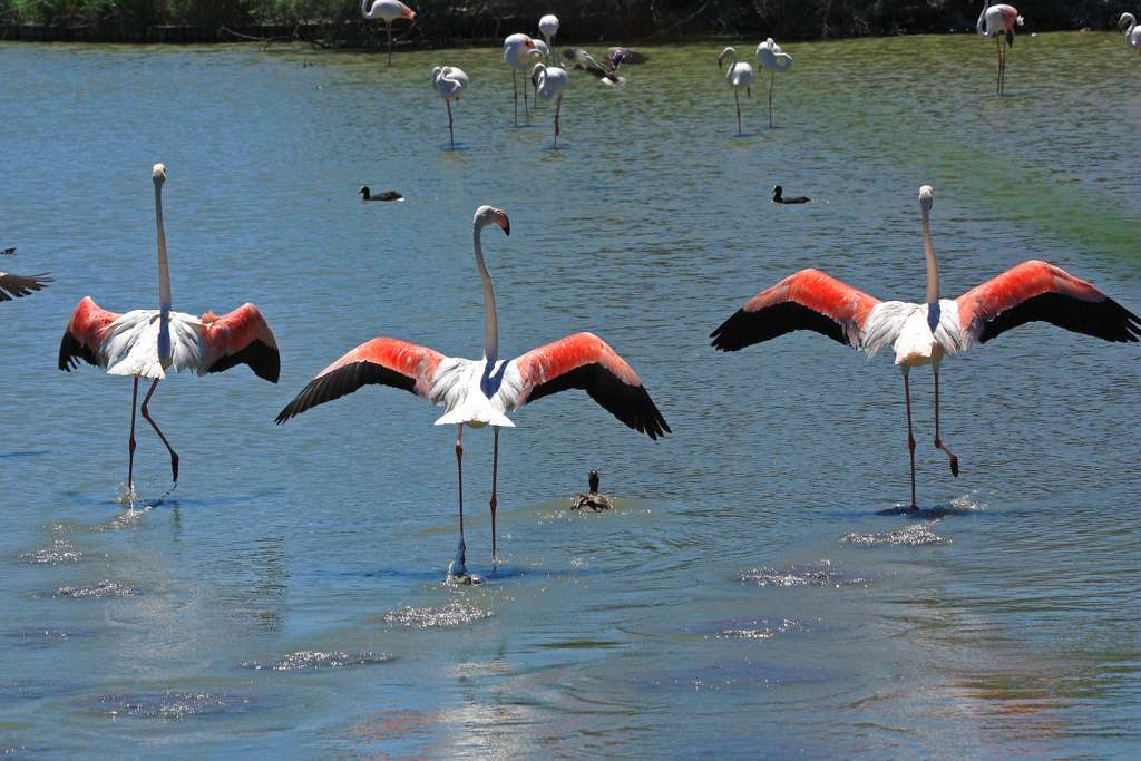 Aux portes de la camargue, les flamands roses