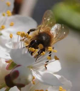 Un pesticide tueur d'abeilles est autorisé!