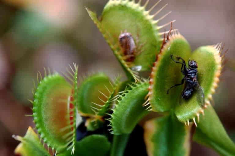 Combattre les mouches avec des plantes carnivores