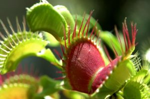 Dionée : attrape mouches et bio-insecticide