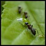 Se débarrasser des fourmis naturellement et efficacement