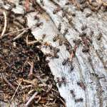 La terre de diatomée, un anti-fourmis naturel