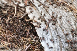La terre de diatomée, un anti-fourmis naturel
