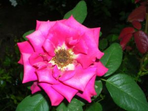 rose pour eaux florales