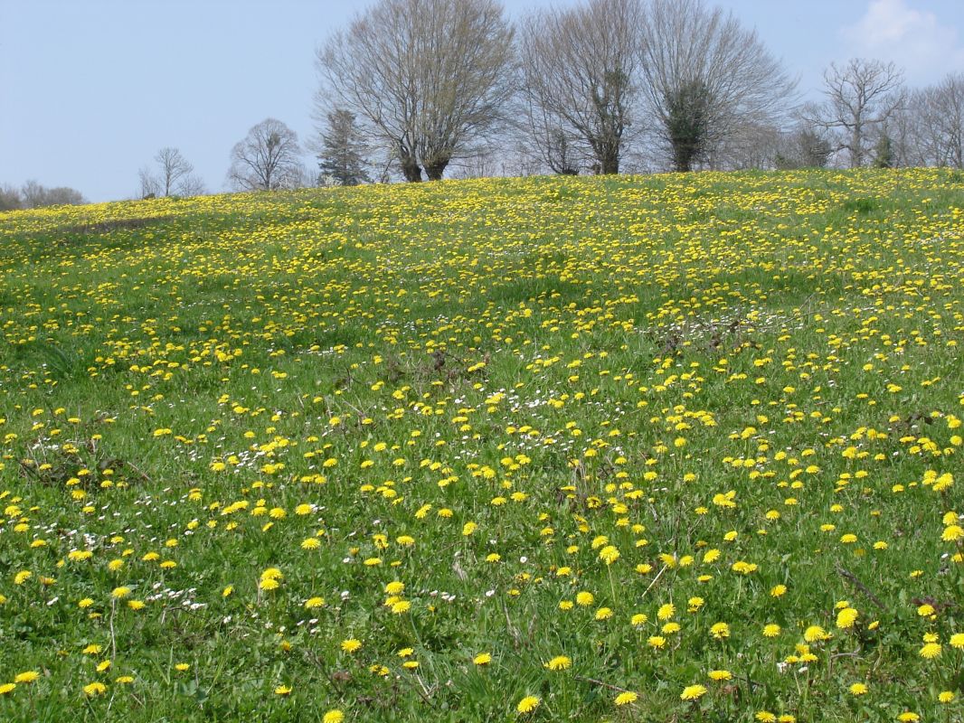 Prairie de pissenlits