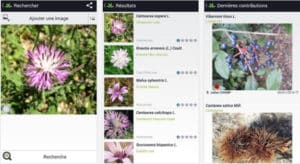 Identifier une plante avec PlantNet et votre smartphone
