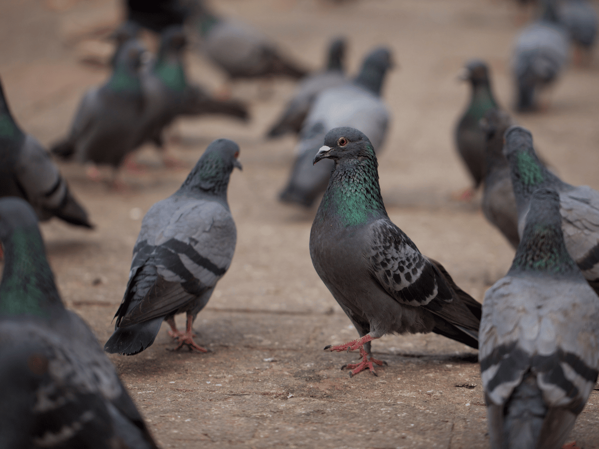 solutions naturelles anti-pigeons