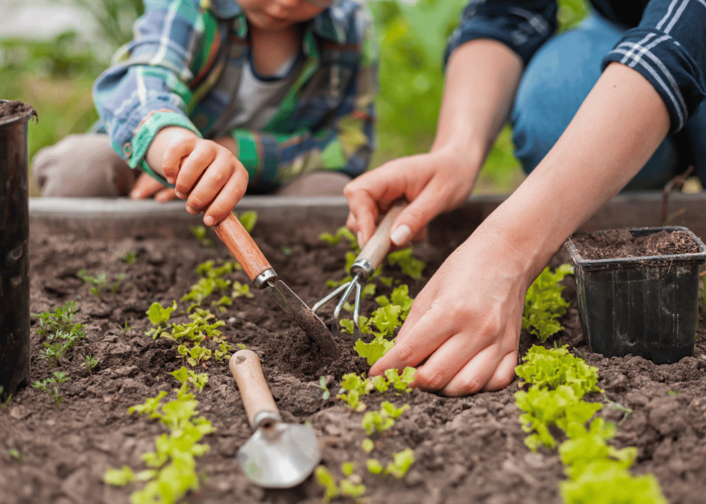 outils pour planter ou transplanter au potager