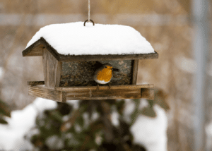 mangeoire pour les oiseaux en hiver